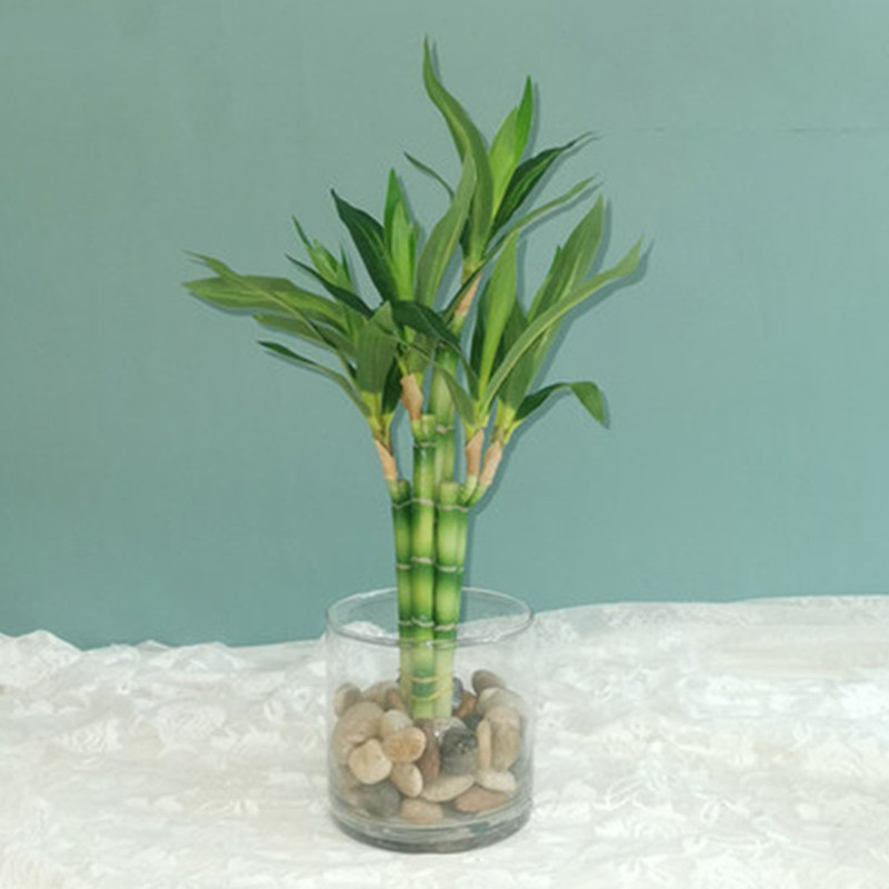 Nowy 40cm rFtificial Lucky Bam – Desktop Organizer Bamboo recenzja i cena