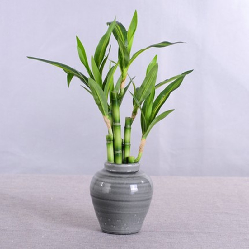 Nowy 40cm rFtificial Lucky Bam – Desktop Organizer Bamboo recenzja i cena